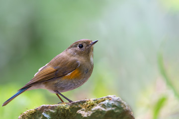 Closeup of brown charming bird perching on rock,side view..Himalayan bluetail female making a living in highland forest with green blurred background in sunny day,over shoulder shot.