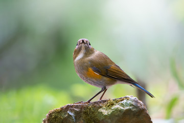 Closeup of brown charming bird perching on rock,side view..Himalayan bluetail female making a living in highland forest with green blurred background in sunny day,over shoulder shot.
