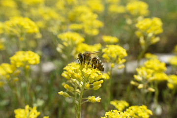 Honey bee collecting nectar from yellow flowers in the spring time. Bee pollinating yellow wild flowers