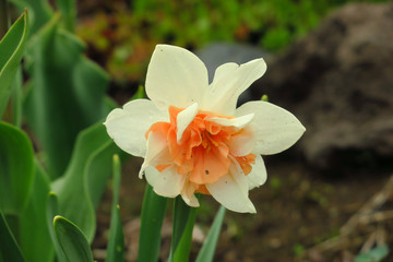 Photo of white flowers narcissus. Background Daffodil narcissus with yellow buds and green leaves.
