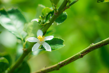 Lime flower on lime tree