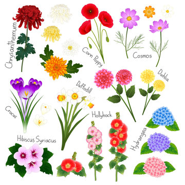 Flower Set 2. Flora Vector Collection.