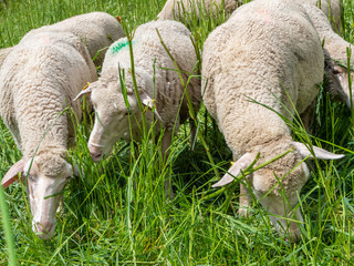Schafe in einer Sommerwiese