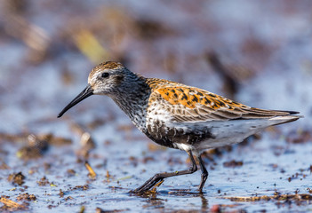 dunlin