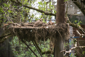 Nesting