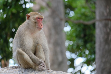 Cute monkey lives in a natural forest of chainat,Thailand.	