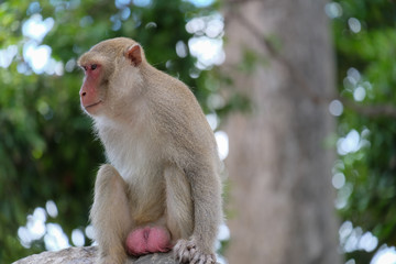 Cute monkey lives in a natural forest of chainat,Thailand.	