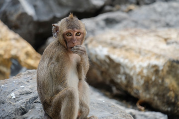 Cute monkey lives in a natural forest of chainat,Thailand.	