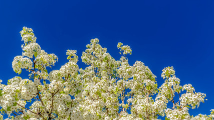 Panorama Flowering tree with white blossoms isolated against vibrant blue sky background