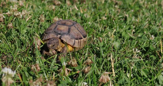 marginated tortoise (Testudo marginata) eats clover