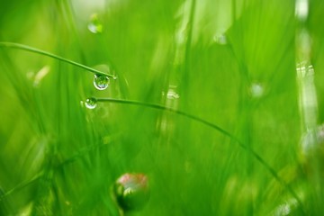 Green nature. Beautiful close up photo. Green grass with dew drops. Colorful spring background with morning sun and natural green plants landscape, ecology, fresh wallpaper concept with copy space.