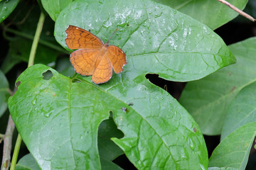 butterfly on leaf