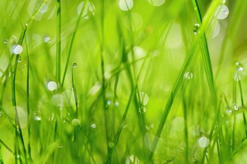Green nature. Beautiful close up nature. Green grass with dew drops. Colorful spring background with morning sun and natural green plants landscape, ecology, fresh wallpaper concept with copy space.