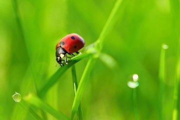 Beautiful color image of ladybugs in grass. Insect close up in nature.
