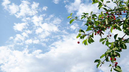 Blue sky and branch with sweet cherries