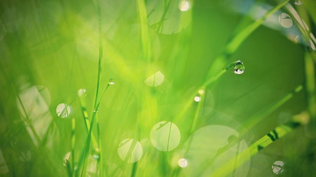 Green nature. Beautiful close up nature. Green grass with dew drops. Colorful spring background with morning sun and natural green plants landscape, ecology, fresh wallpaper concept with copy space.