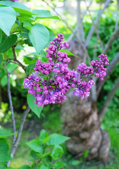 Blooming old lilac(Syrínga) in the park in spring