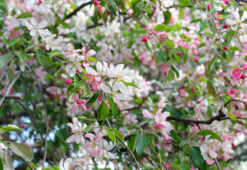 Wild apple tree(Málus sylvéstris) blooming with white and pink flowers in spring.