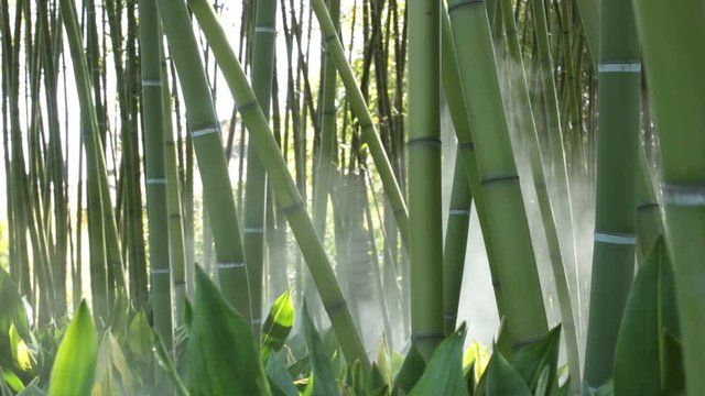 Steam in a forest of bamboo. Vapour through bambu plants