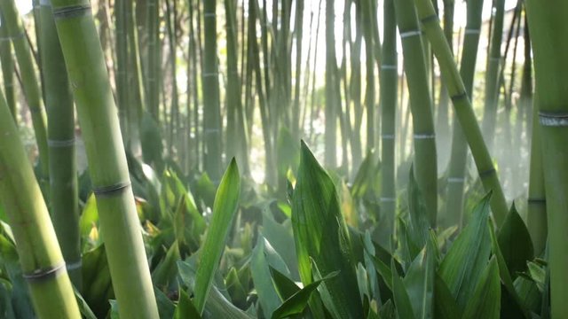 bamboo forest with steam, green leaves and bambu plants