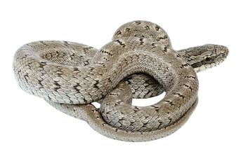 patterned coluber or snake on white background