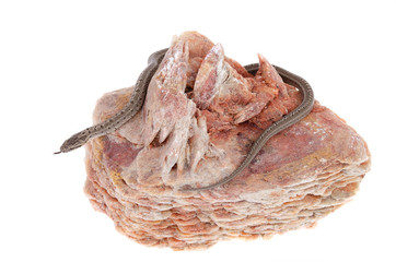 patterned coluber or snake on white background