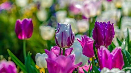 Obraz na płótnie Canvas Panorama frame Enchanting tulips with white and purple petals blooming under bright sunlight
