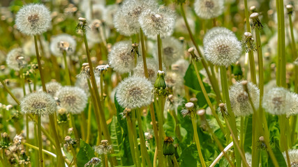 Panorama Close up of dandelions with white flowers and bright green stems on a sunny day