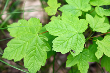 Fototapeta na wymiar Black fly sitting on green leaf of maple.