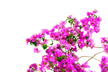 Obraz premium Purple Bougainvillea tree blooming in summer