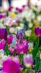 Obraz na płótnie Canvas Panorama Enchanting tulips with white and purple petals blooming under bright sunlight