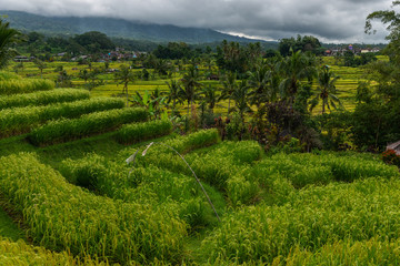 Beautiful View of the Rice Terraces on a Summer Day. Rice Terraces Landscape.