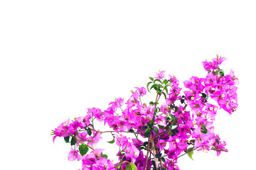 Fototapeta na wymiar Purple Bougainvillea tree blooming in summer