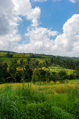Fototapeta na wymiar Hills of ripe rice ears on a sunny day. Rice Terraces Landscape.