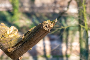 tree branches in wood inside the park