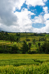 Fototapeta na wymiar Hills of ripe rice ears on a sunny day. Rice Terraces Landscape.