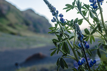 Alaskan Lupine plant in Iceland