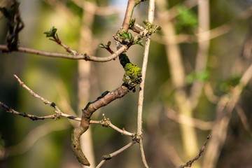 tree branches in wood inside the park