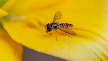 Wasp on a yellow lily