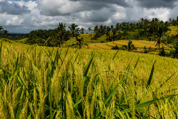 Ripe rice ears close up. Rice Terraces Landscape.