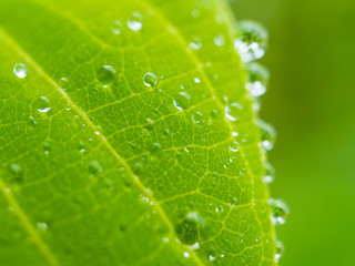 Green leaf with water drop.