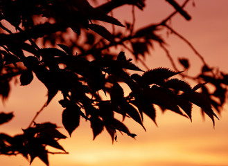 sunset seen through leaves on an island