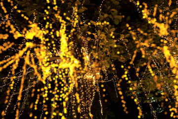 background image of defocused abstract tree decoration lights at night