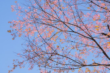 Ant's eye view of wild himalayan (prunus) cherry blossom on tree branches with blue sky background, Doi Ang Khang, Chiang Mai, northern of Thailand.