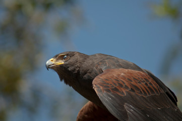 Harris Hawk gets ready to take off and fly transparent eyelid - Powered by Adobe