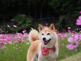 コスモス畑の柴犬