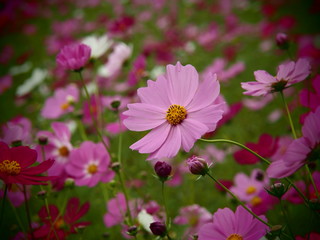 Obraz premium Kolorowy kosmos w polu kosmosu