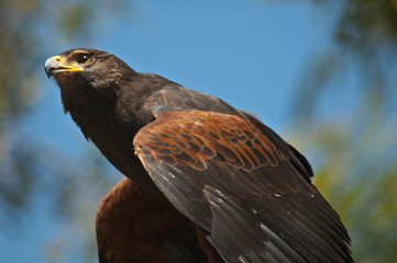 Harris Hawk gets ready to take off and fly transparent eyelid - Powered by Adobe