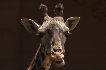 Naklejka na ściany i meble Cute doe-eyed West African Giraffe