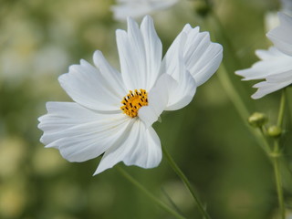コスモス畑の白いコスモス